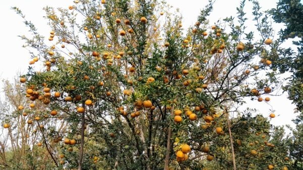 পীরগঞ্জে দার্জিলিং কমলার বাম্পার ফলন