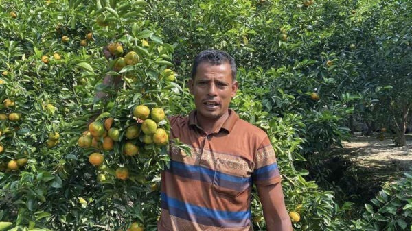 ইউটিউবে দেখে কমলা চাষে সফল ফেরোজ-নাসিমা দম্পতি, মঠবাড়িয়ায় গড়ে উঠেছে প্রফুল্ল বাগান