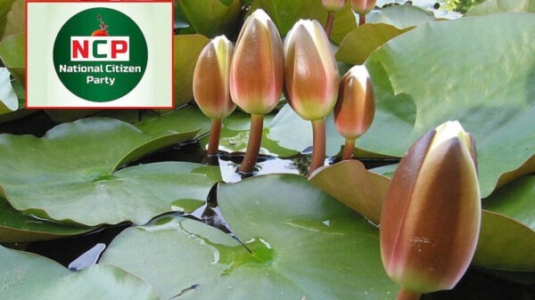 প্রতীক হিসেবে ‘শাপলা কলি' নিতে প্রস্তুত এনসিপি