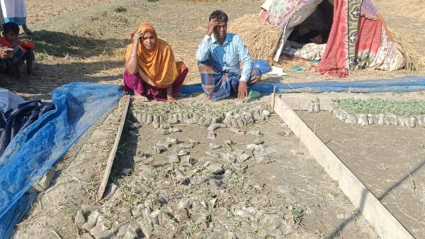 তরমুজ চারা নষ্ট করে কৃষকের সাথে এ কেমন শত্রুতা।