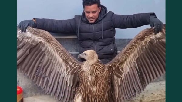 সিরাজগঞ্জে হিমালয়ের গৃধিনী প্রজাতির শকুন উদ্ধার