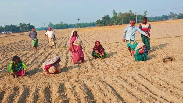 সুন্দরগঞ্জে মাঝ মৌসুমে এসে আলু চাষের ধুম
