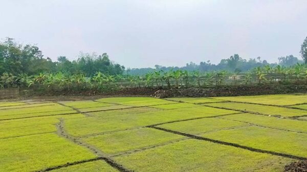 সুন্দরগঞ্জে শৈত্যপ্রবাহ ও ঘন কুয়াশায় আক্রান্ত বোরো বীজতলা